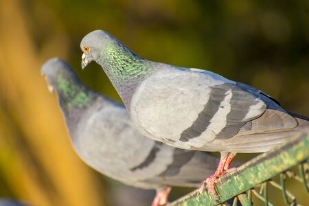 23 august 2019 , gujarat, cute pigeon on green background at Race course road---の写真素材