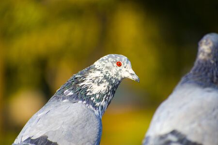 23 august 2019 , gujarat, cute pigeon on green background at Race course road---の写真素材