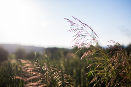 Wheat field with sun flaresの写真素材