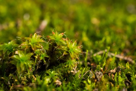 Close-up of small moss plants that are green and in forest nature and with moss in spring and autumn of the smallest plants in macro.の写真素材