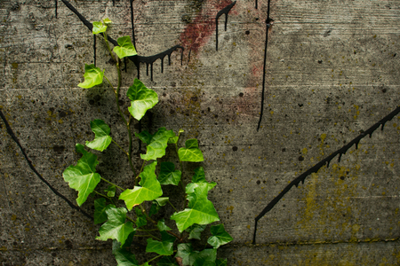 Green ivy climbing on old concrete wall on building is nature coming back with ivy plant and close up small leavesの写真素材