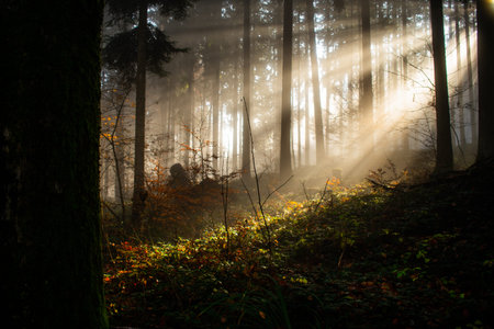 Beautiful view of sunrise in the forest. Morning motivational background.