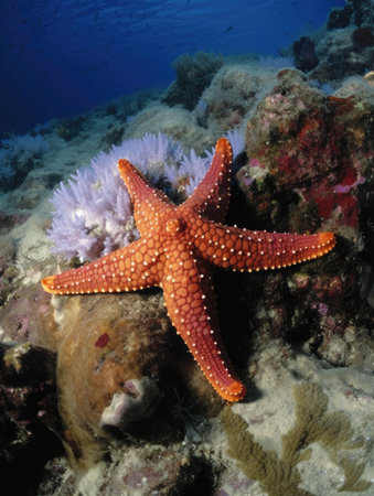 A bright starfish gleaming against a sea of coral.. AI generationの素材