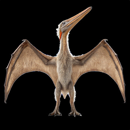 Pteranodon with open wings standing and looking up on transparent backgroundの素材