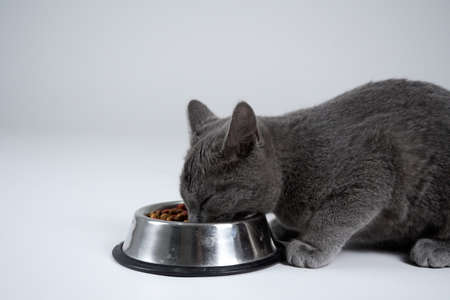 cat eatingの写真素材