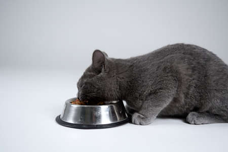 cat eatingの写真素材