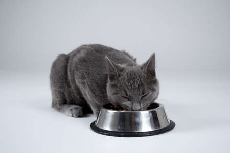 cat eatingの写真素材