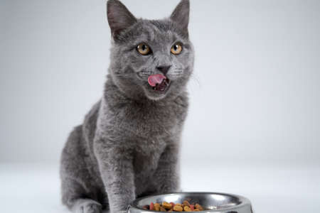 cat eatingの写真素材