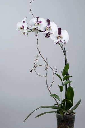 Orchid on silver backgroundの写真素材