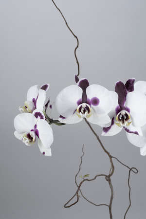 Orchid on silver backgroundの写真素材