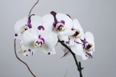 Orchid on silver backgroundの写真素材