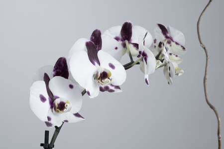 Orchid on silver backgroundの写真素材