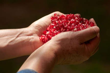 old hands with pomegranateの写真素材