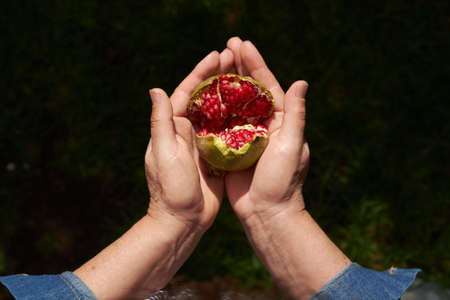 old hands with pomegranateの写真素材
