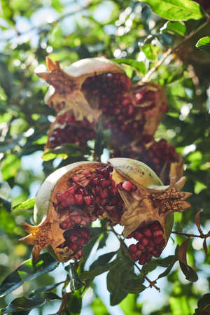 Pomegranate hanging on a treeの写真素材