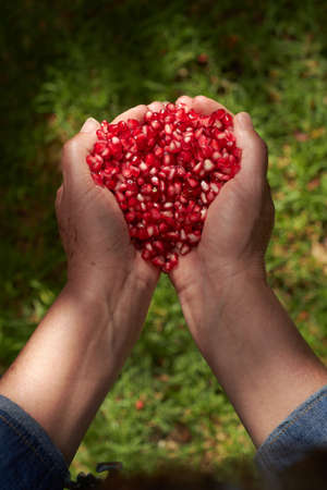 old hands with pomegranateの写真素材