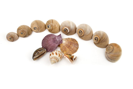 Medium group of sea shells isolated on white background
