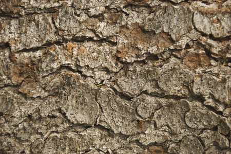 Pne crust tree background,detail of fried tree