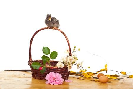 Small single rooster chick sitting on a basket handle with flowers against white backgroundの写真素材