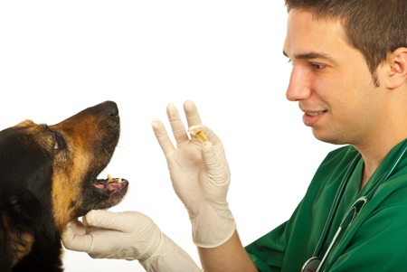 Vet man giving a pill to  a obedient dog  with big open mouth isolated on white backgroundの写真素材