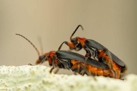 Detail of two fireflies coupling on a wall in day light
