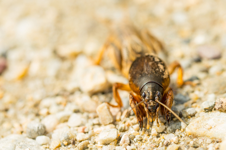 Macro of fen cricket on stones in sunny dayの写真素材