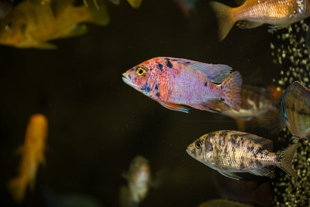 Peacock african cichlids couple ,male and female in aquarium