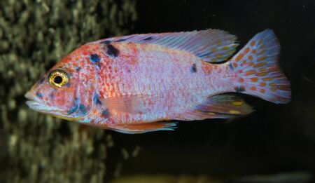 Close up of peacock african cichlid male in aquariumの写真素材