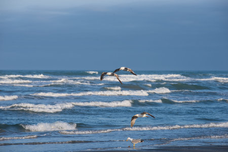 Flying seagulls and sea waves at sunset on the beach
