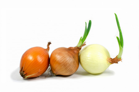 Onion on white backgroundの写真素材
