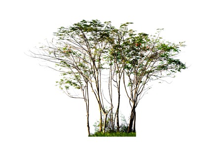 Group of green trees on white backgroundの写真素材