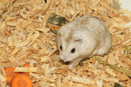 Cute hamster in sawdust wooden houseの写真素材