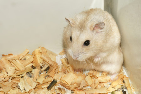 Cute hamster in sawdust wooden houseの写真素材
