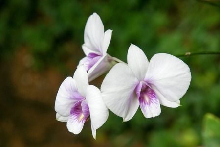 Branch of violet spotted orchids on a black tone backgroundの写真素材