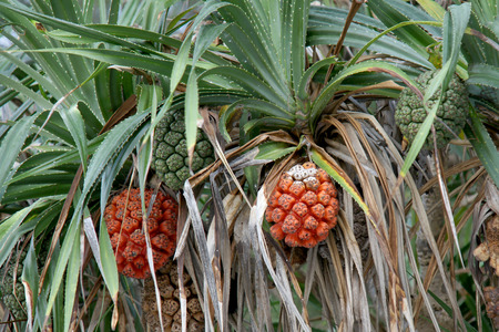 Seeds of sea pandanus or screw pine plant tree Pandanus tectorius or Pandanus odoratissimusの写真素材