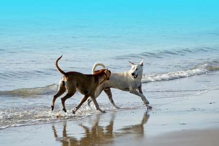 Thai dogs playing at the beach with blue sea and sky in Thailandの写真素材