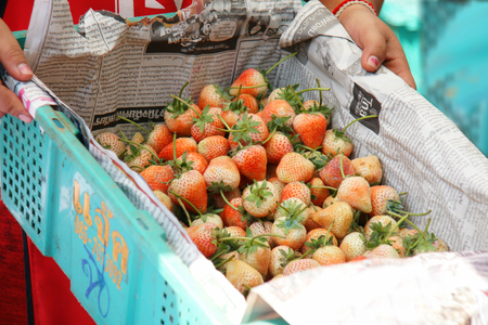 CHIANGMAI, THAILAND - Feb 13, 2016 : Fresh strawberry at the strawberry market, Chiangmai, Thailandのeditorial素材