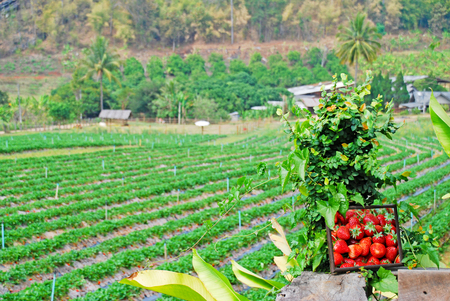 Beautiful strawberry farm at Chiangmai,Northern Thailand.の写真素材