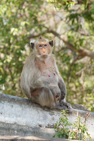 A cute long tailed macaque monkey in a tropical forest at Chonburi, Thailand.