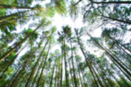 Blurred photo of pine forest in Chiangmai, Thailand.の写真素材