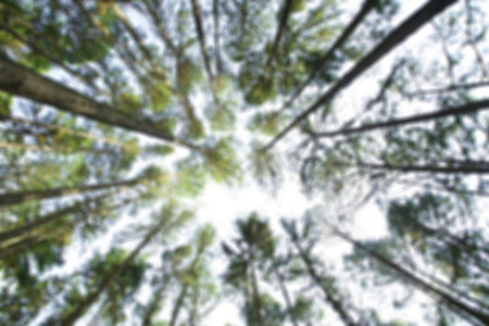Blurred photo of pine forest in Chiangmai, Thailand.