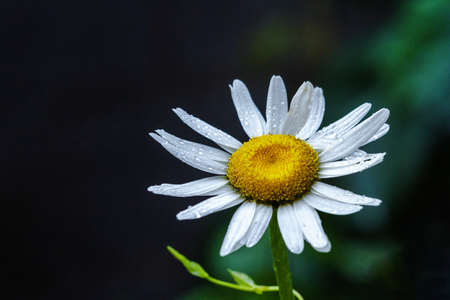 daisy flower in the gardenの写真素材