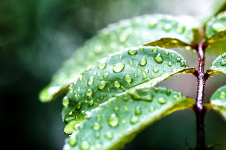 Green sheet background with raindropsの写真素材