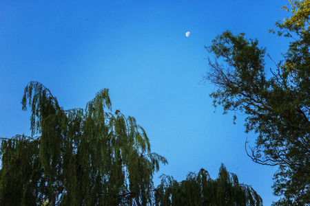 moon in the garden. Night landscape countrysideの写真素材