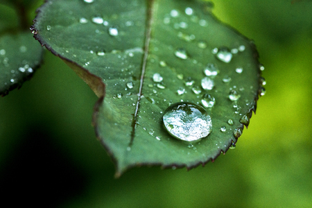 Green sheet background with raindropsの写真素材
