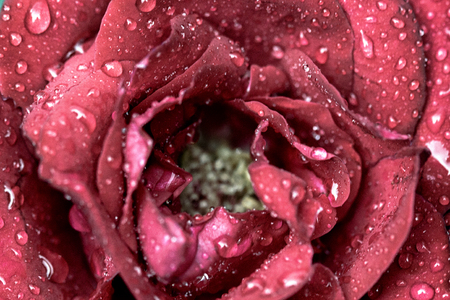 Beautiful red roses background . Close up macro shot. After the rain.の写真素材