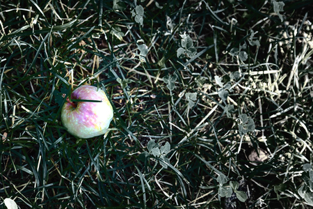 green apple on grassの写真素材