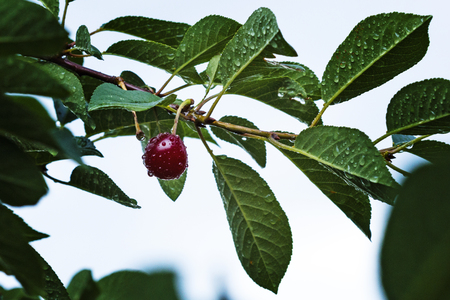 Ripe cherries on the branch after the rain. against the backdrop of foliage gardenの写真素材