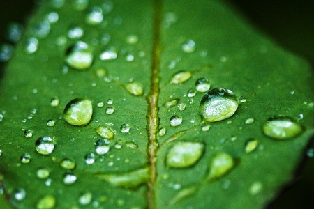 fresh green leaf leaf sheet, rain falls on leaves. after rainの写真素材