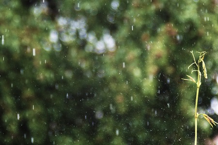 flying drops of rain in the garden splashes, a sprout of ivy on the background of treesの写真素材